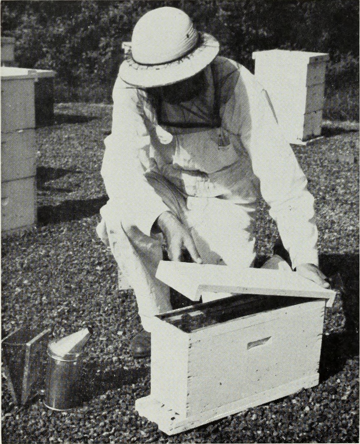 JAYCOX (1969) - Beekeeping in Illinois